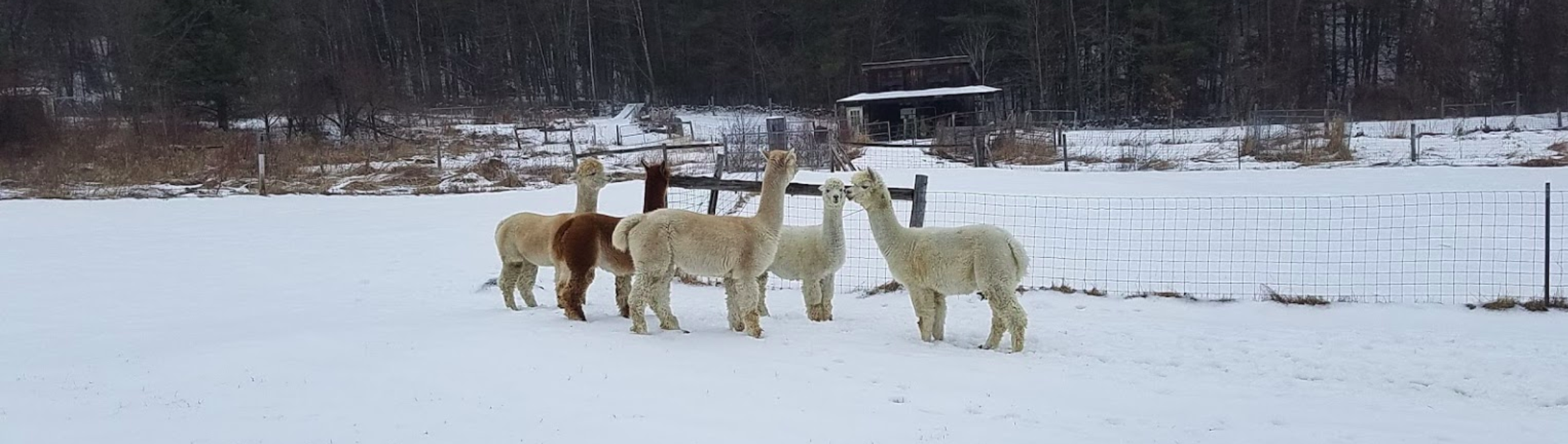 Six alpacas standing together in a deep snow-covered pasture with a small barn shelter and bare trees behind them