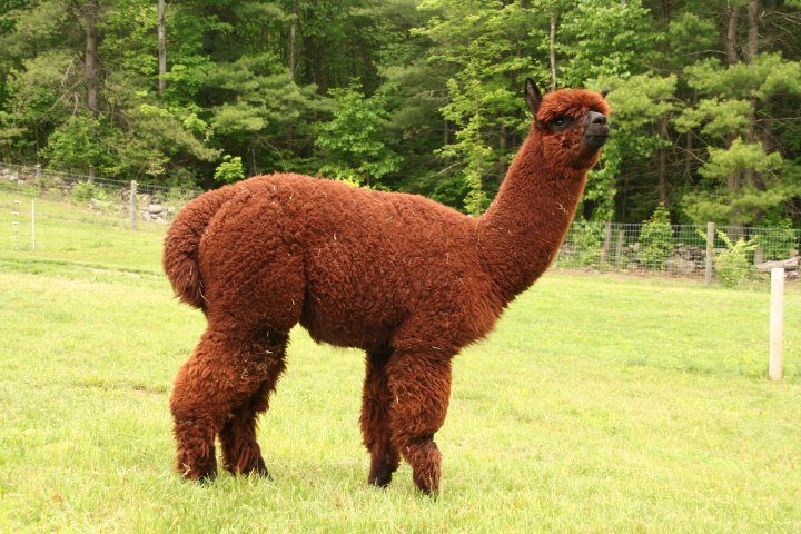 Tahoma, a deep chocolate-brown alpaca, standing in a lush green summer pasture with a wooded hillside behind